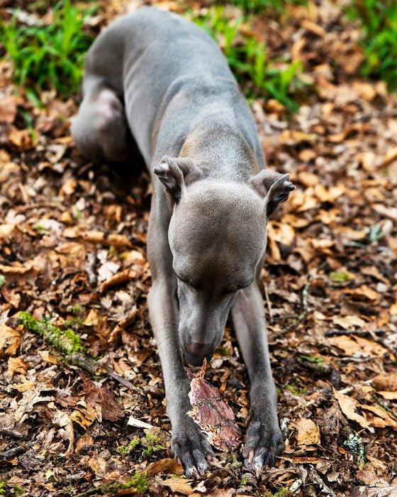 Ostrich Crisps 60g - Annie's Dog Treats